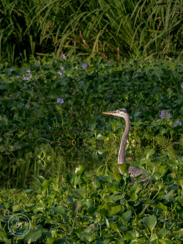 Blue Heron in the Lillies