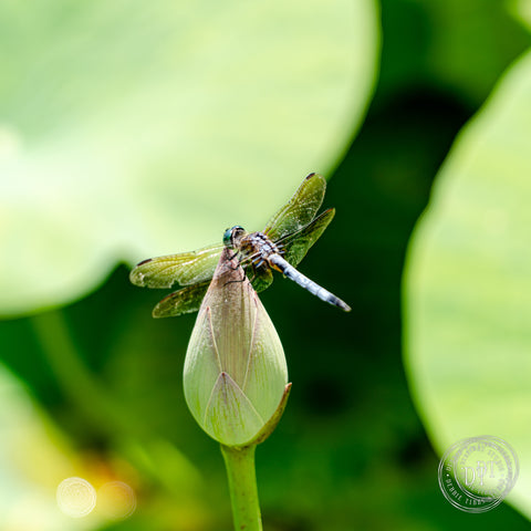 Dragonfly on Lotus Blossom