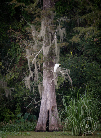 EGRET IN CYPRESS TREE - COLOR